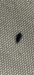 Carpet beetle (likely Black Carpet Beetle larva or similar species)