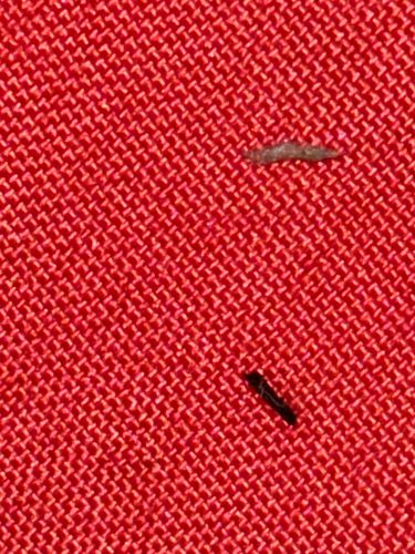 Carpet Beetle Larva (assumed)