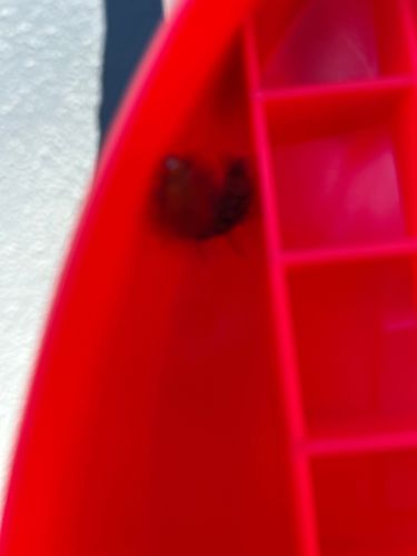 Ladybug (or Ladybird beetle)