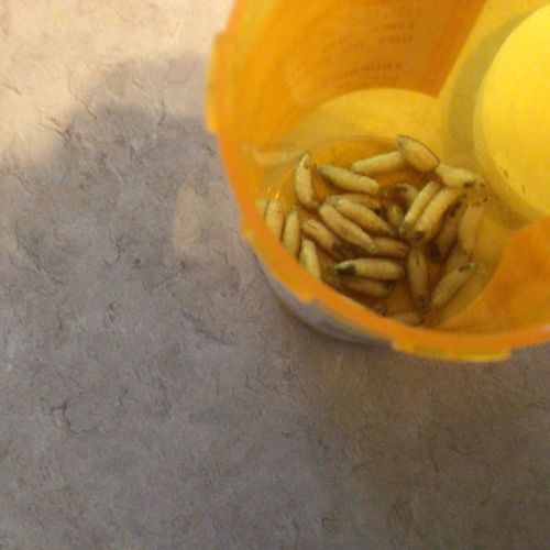 Maggots (Fly Larvae)