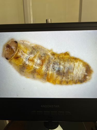 Fly Pupa (likely Syrphid Fly or similar)