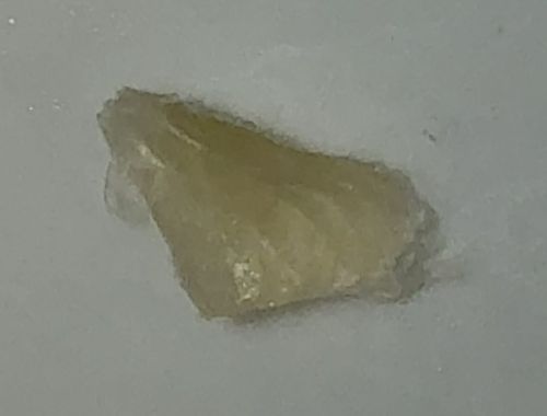 Not a bug (Likely Cannabis Concentrate/Wax or Hard Resin)