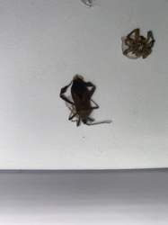 Antlion larva (or 'doodlebug')