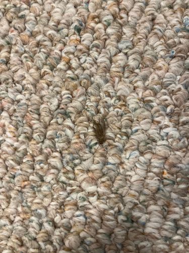 Carpet Beetle (likely Varied Carpet Beetle or Black Carpet Beetle larva)