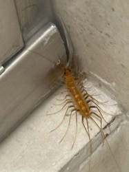 House Centipede