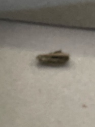 Case-bearing Clothes Moth Larva