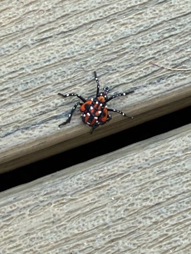 Spotted Lanternfly (4th instar nymph)