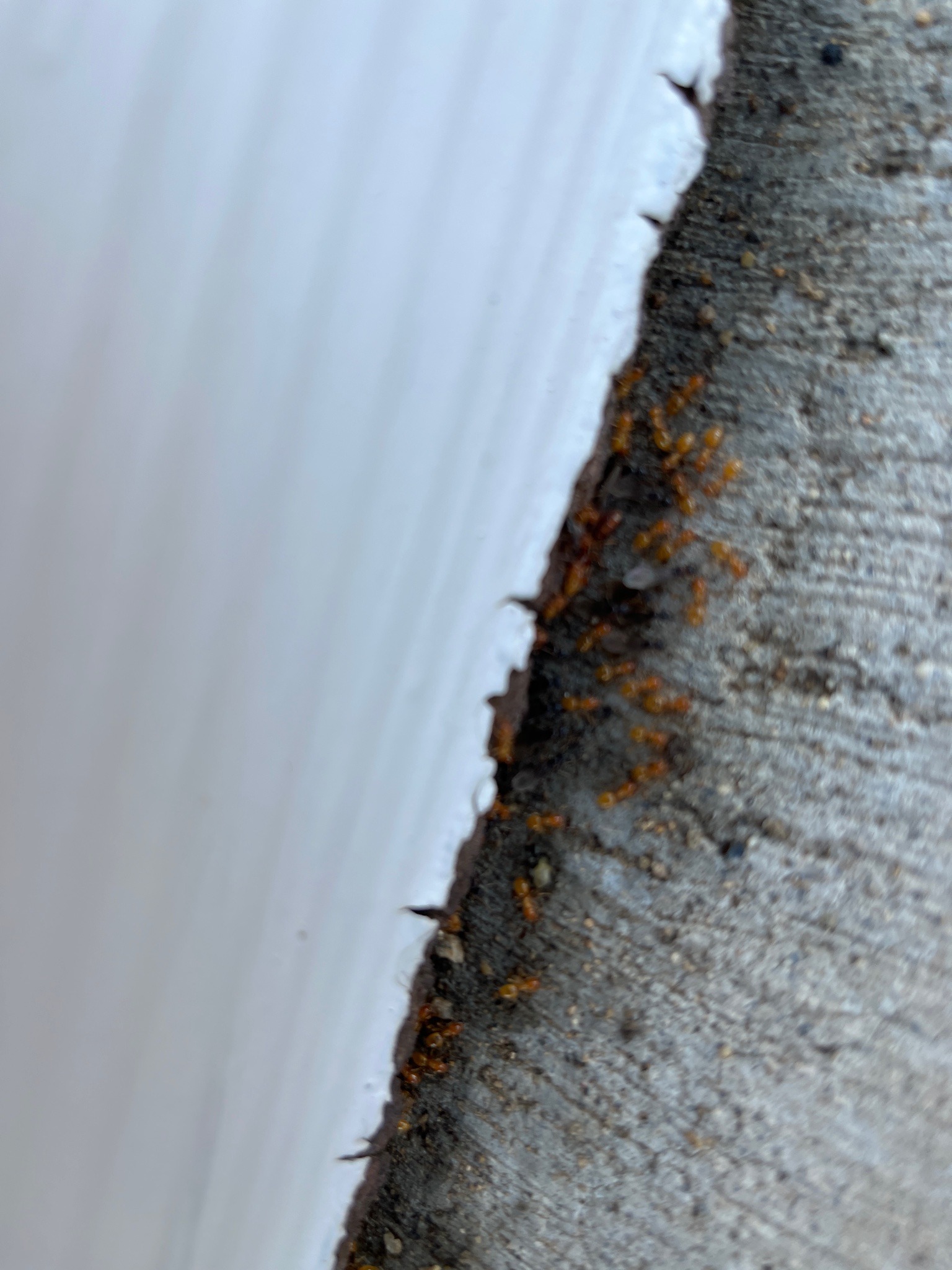 Citronella Ant