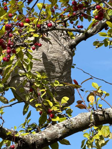 Bald-faced Hornet (or Aerial Yellowjacket) Nest