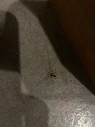 Long-bodied Cellar Spider