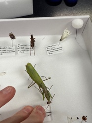 Praying Mantis (specifically a European Mantis for the one in the image)