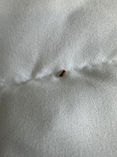 Carpet Beetle Larva