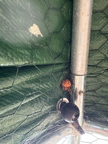 Marbled Orb-weaver (likely)