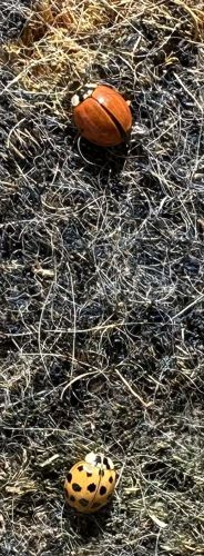 Ladybug (or Ladybird beetle)