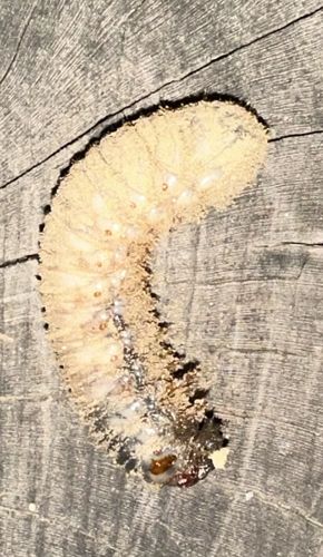 Scarab Grub (White Grub)