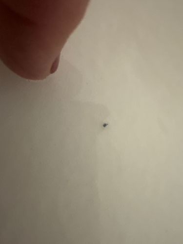 Bird Mite