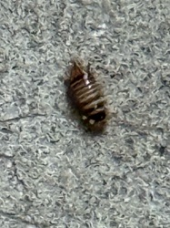 Carpet Beetle Larva (most likely a Varied Carpet Beetle larva)