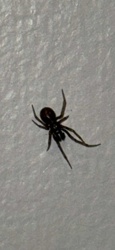 False Widow Spider