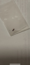 Bed Bug