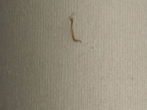 Case-bearing Clothes Moth (Larva)