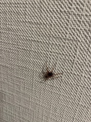 Brown Recluse Spider