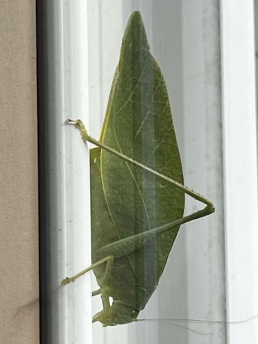 Katydid