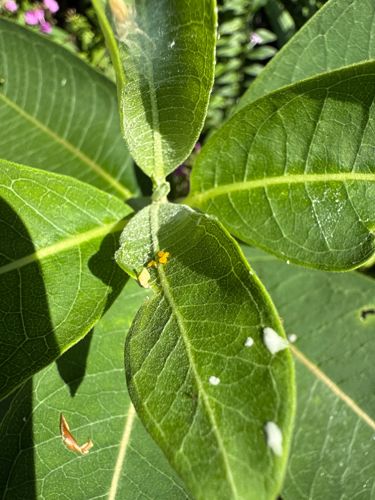 Monarch Butterfly Larva (Caterpillar)