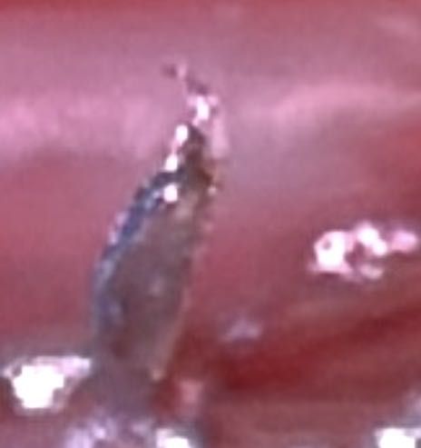 Green Lacewing Larva (often called Aphid Lion)