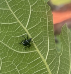 Spotted Lanternfly (Early Stage Nymph)