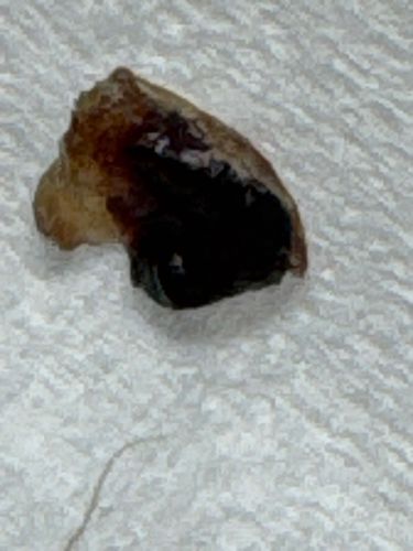 Cockroach (likely American or Oriental Cockroach based on color and visible segment)