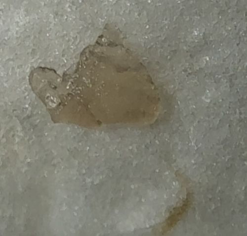 Not a bug (likely a mineral or sugar crystal)
