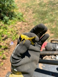 American Bird Grasshopper