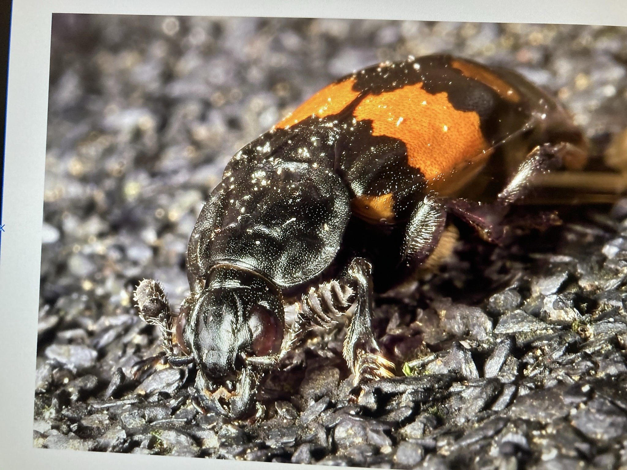 American burying beetle