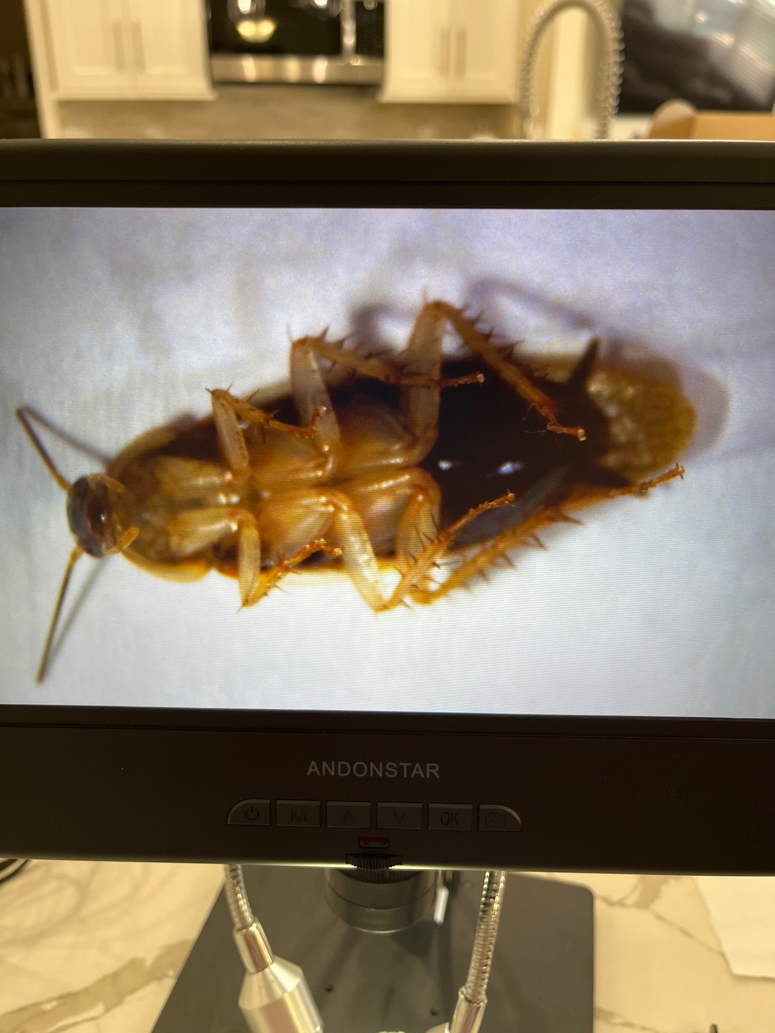 American Cockroach