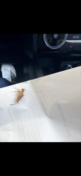 American cockroach (likely)