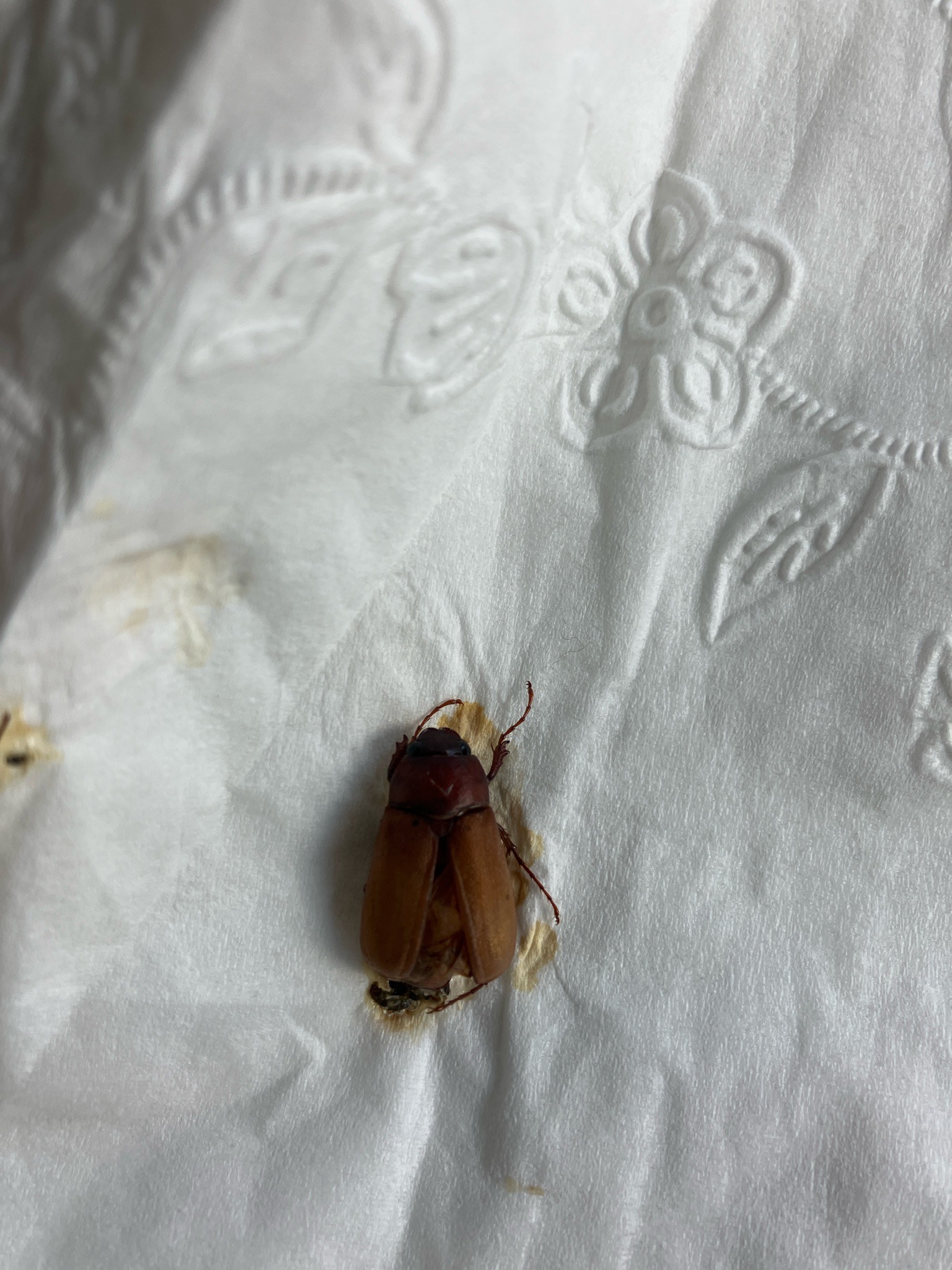American cockroach (likely)