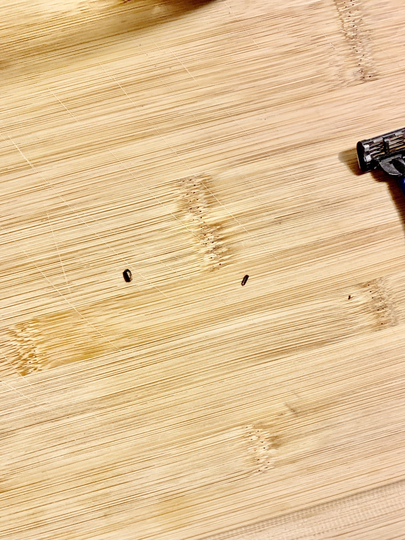 American Cockroach (Ootheca/Egg Case)