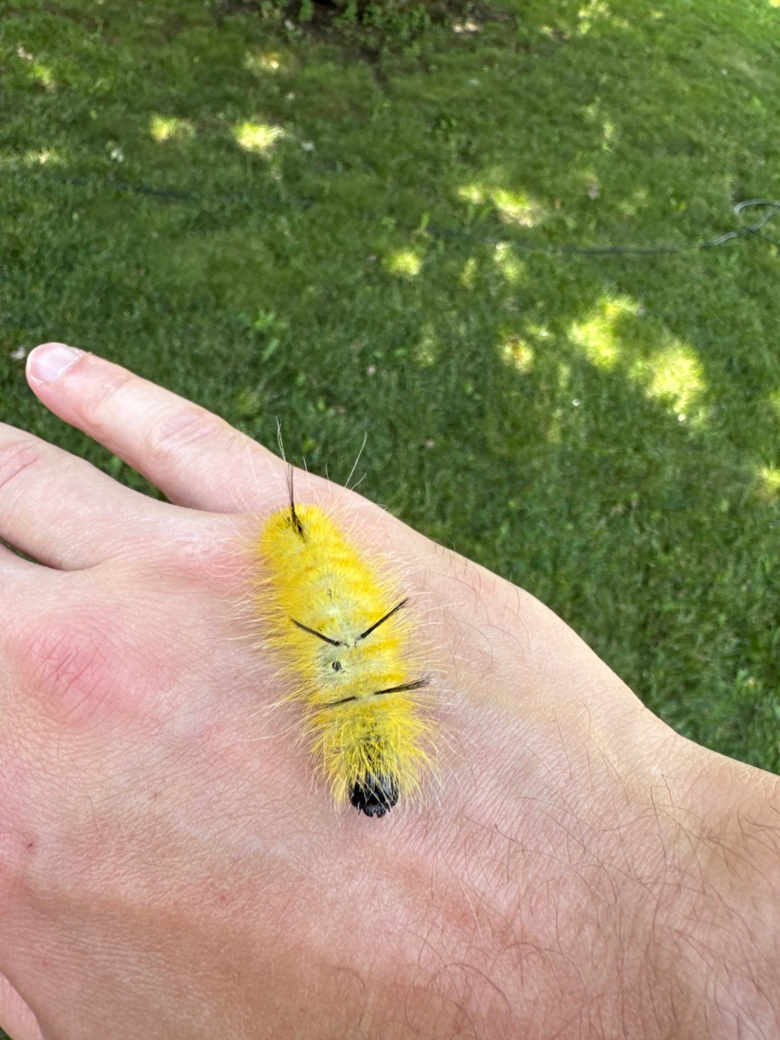 American Dagger Moth Caterpillar
