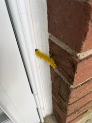 American Dagger Moth Caterpillar