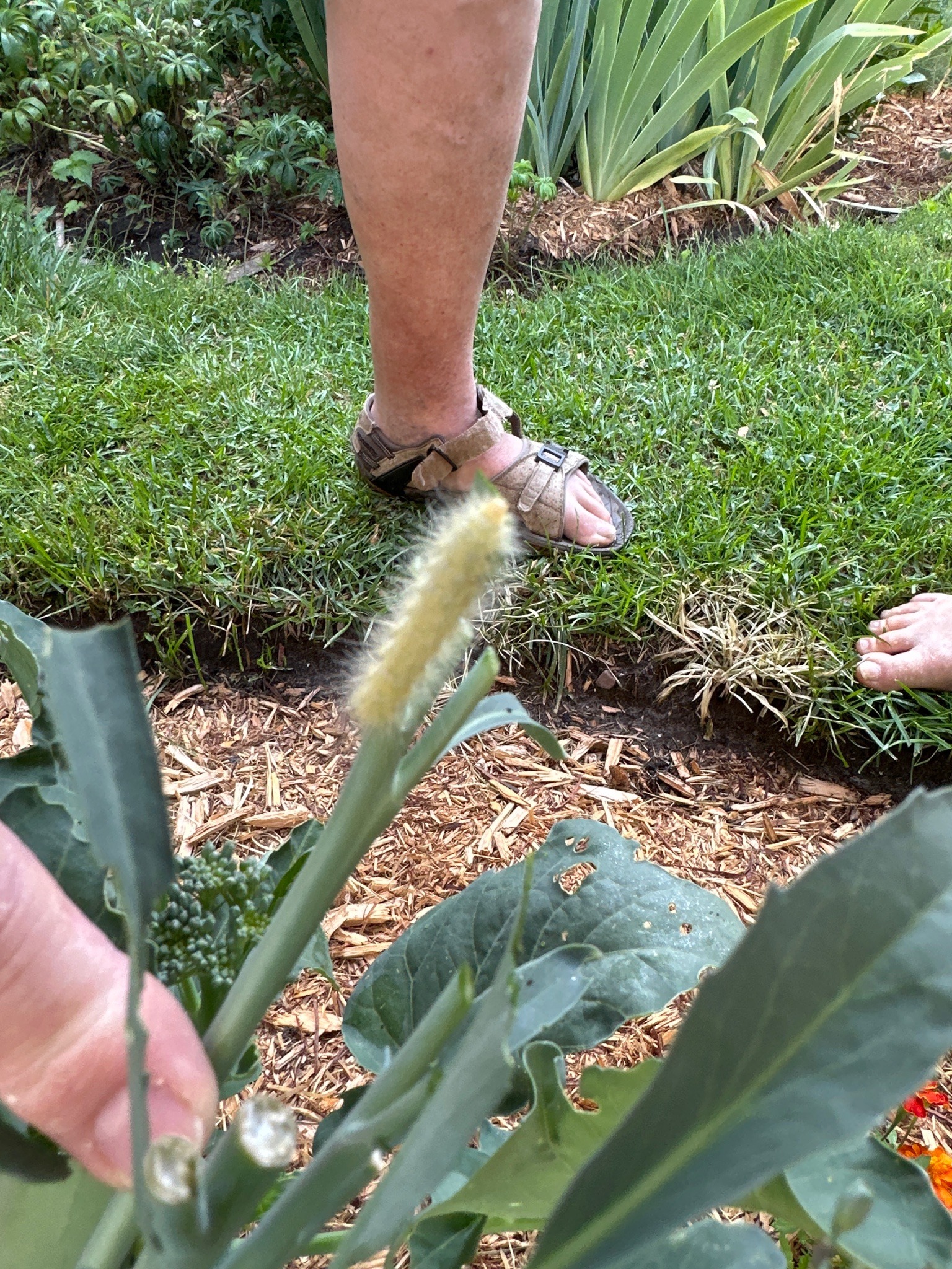 American Dagger Moth Caterpillar