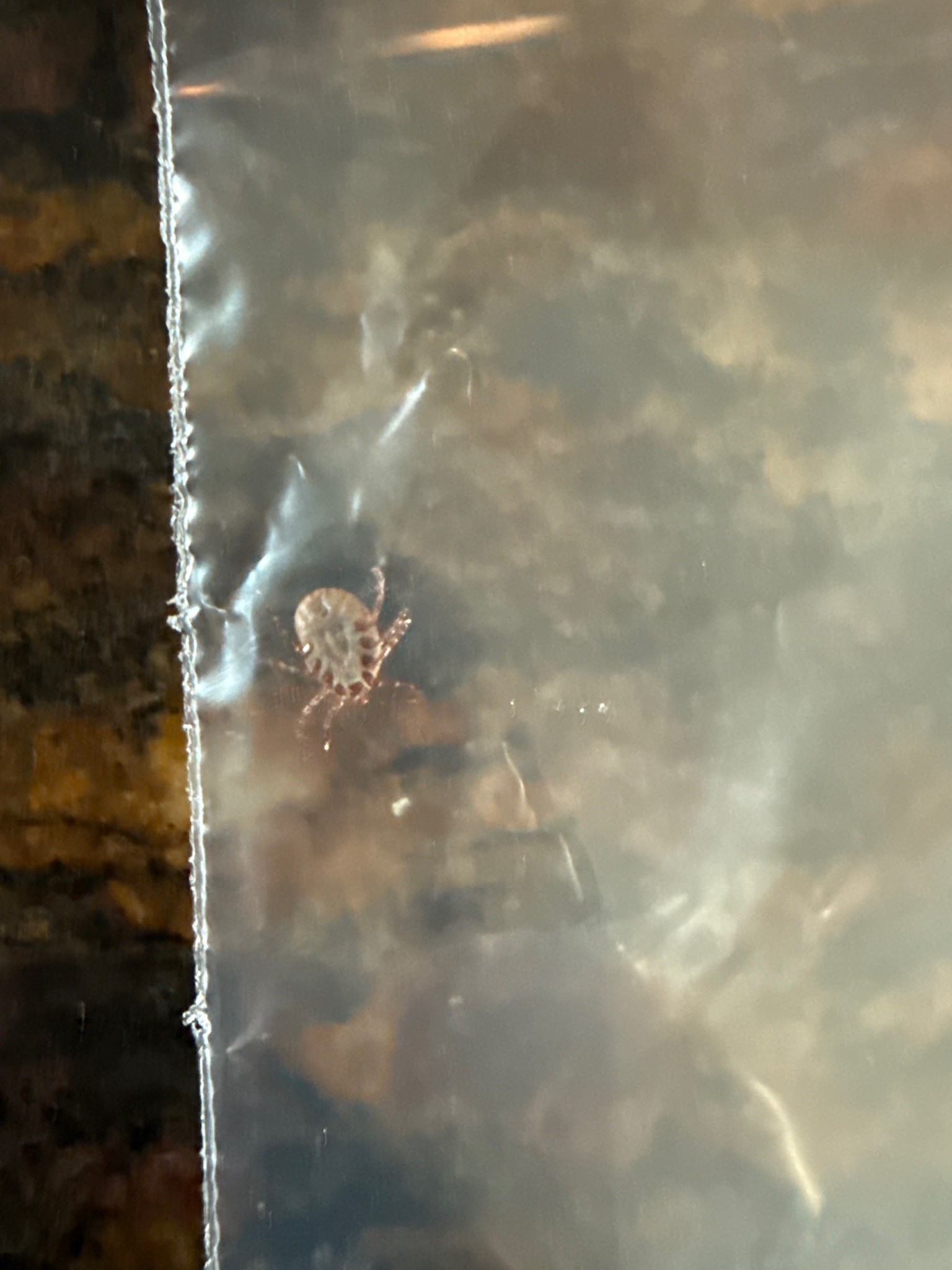 American Dog Tick