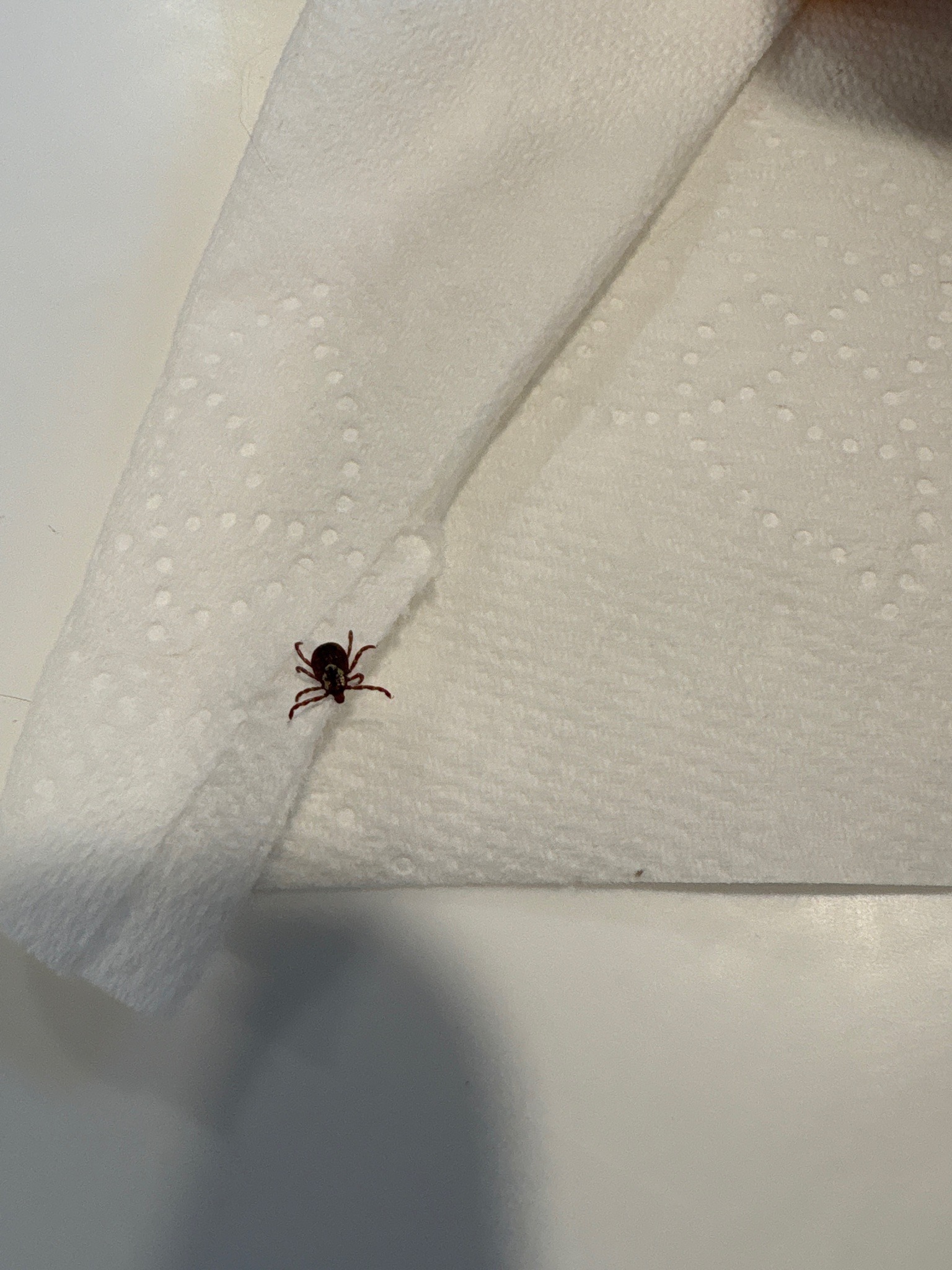 American Dog Tick
