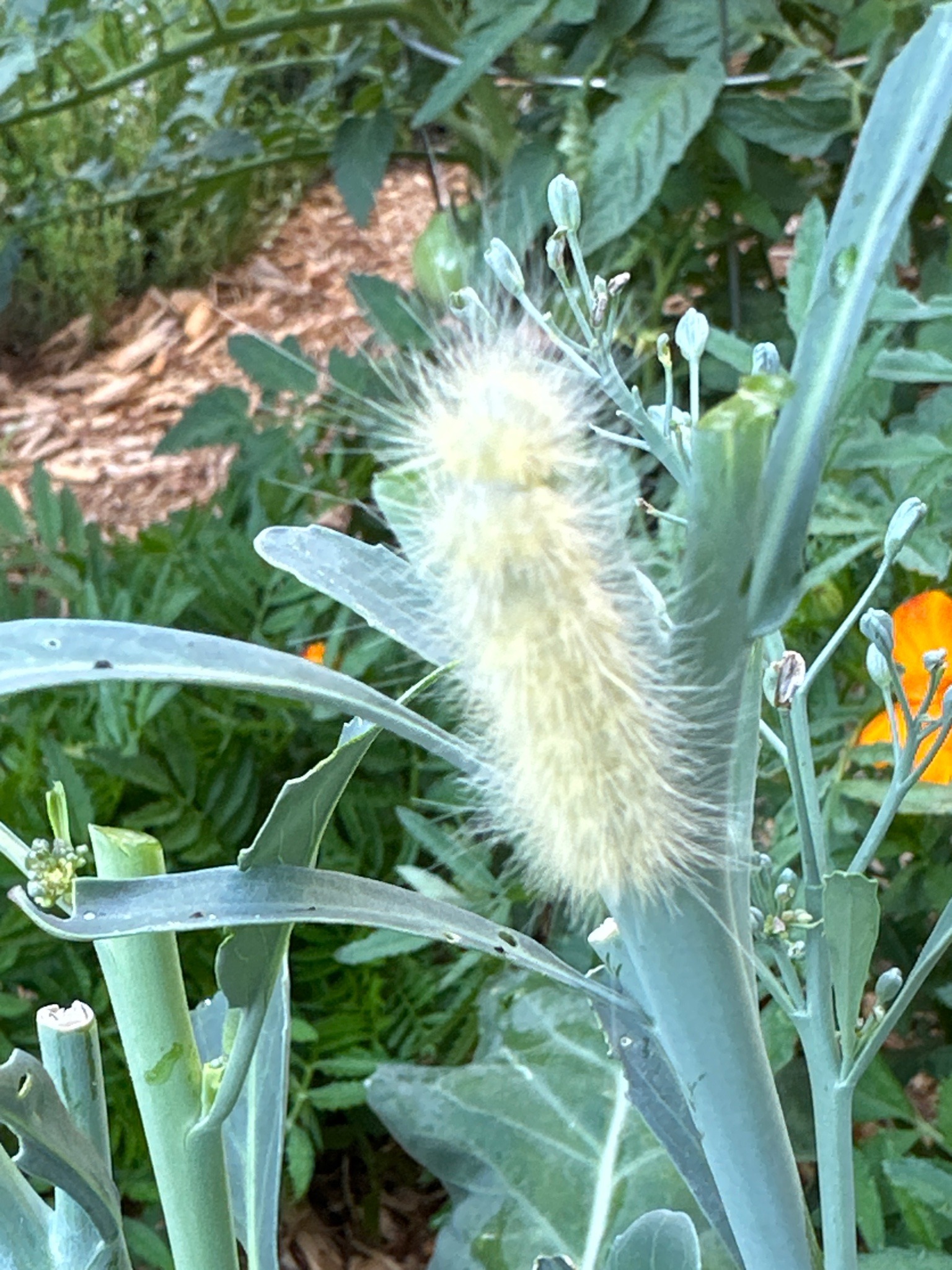 American White Moth (Caterpillar)