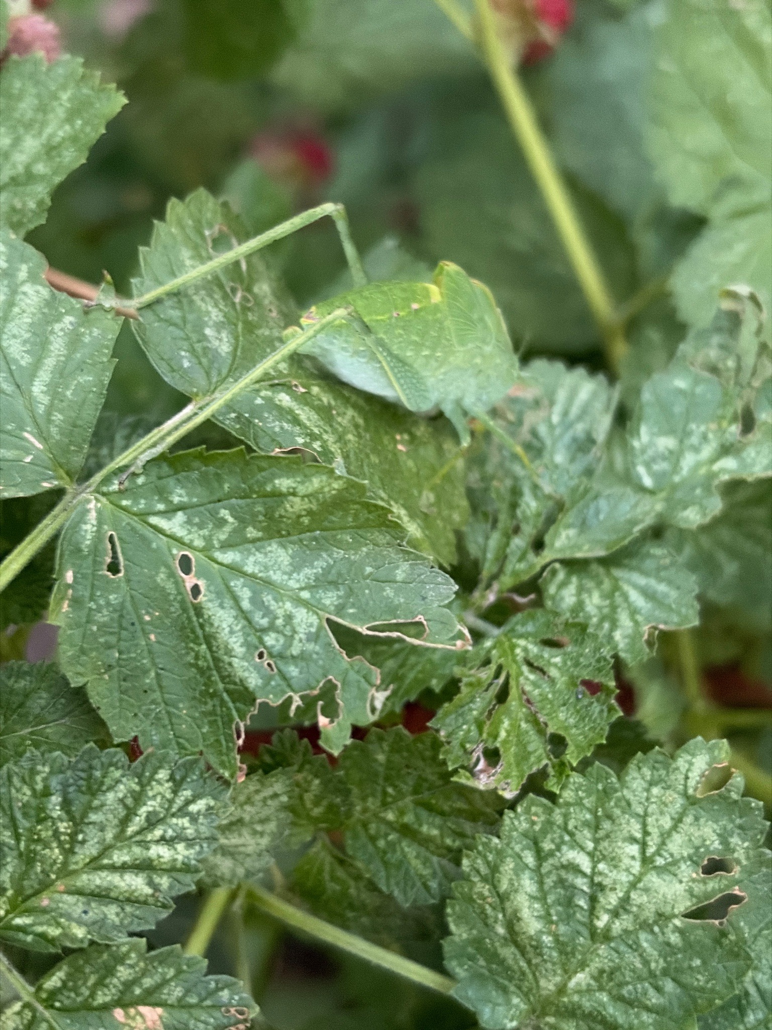 Angle-winged Katydid