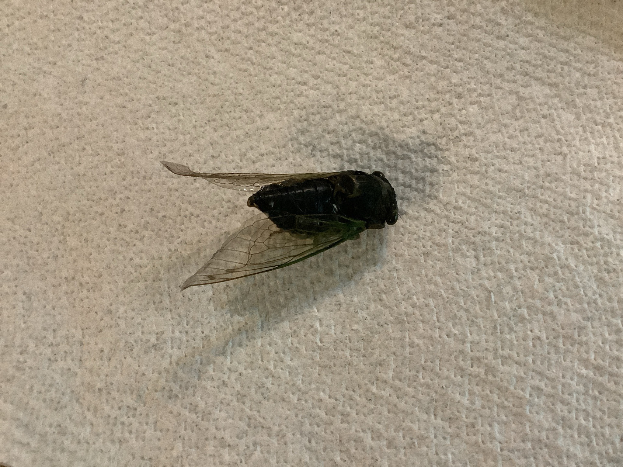 Annual Cicada