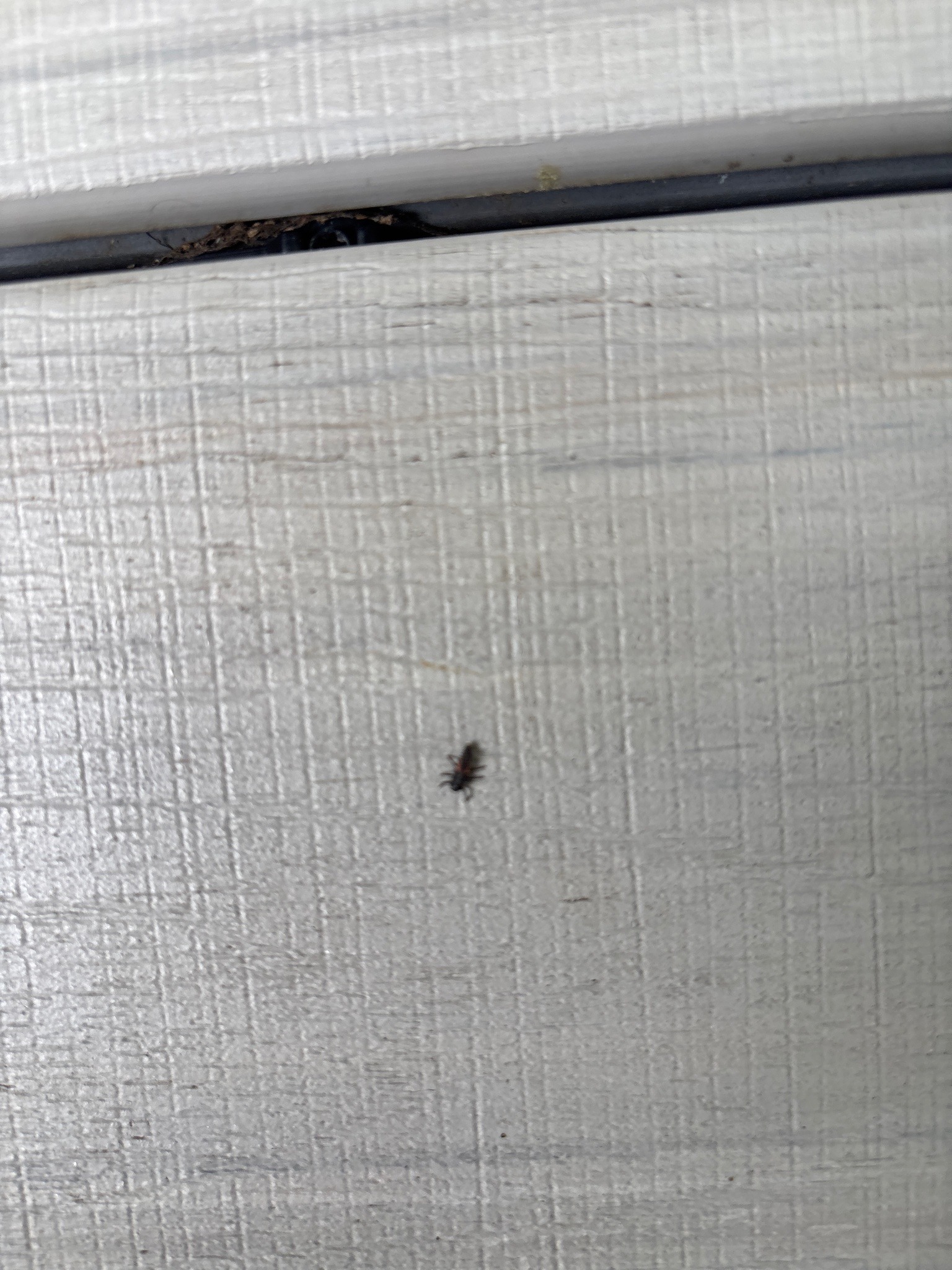Ant