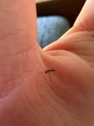 Ant