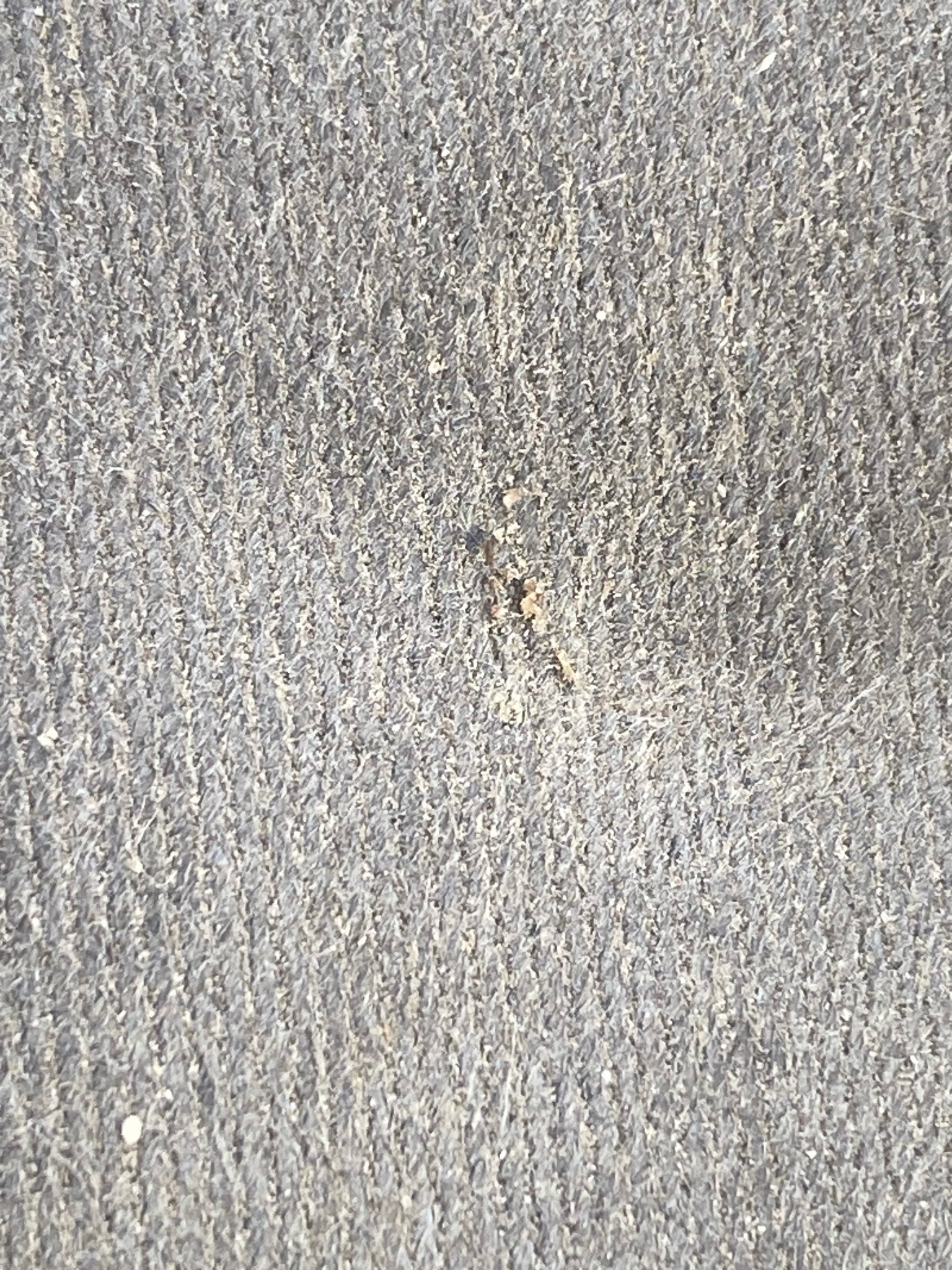 Ant