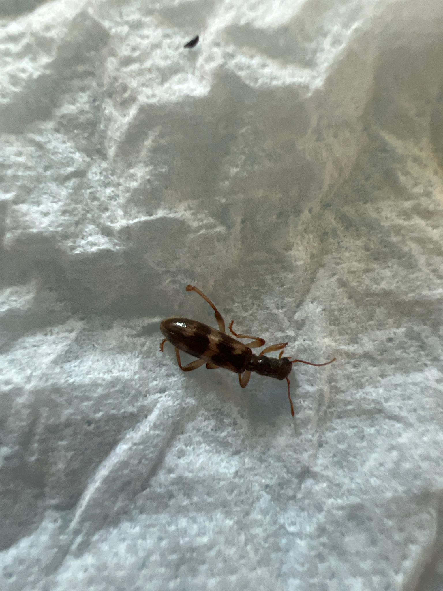 Ant-like Flower Beetle