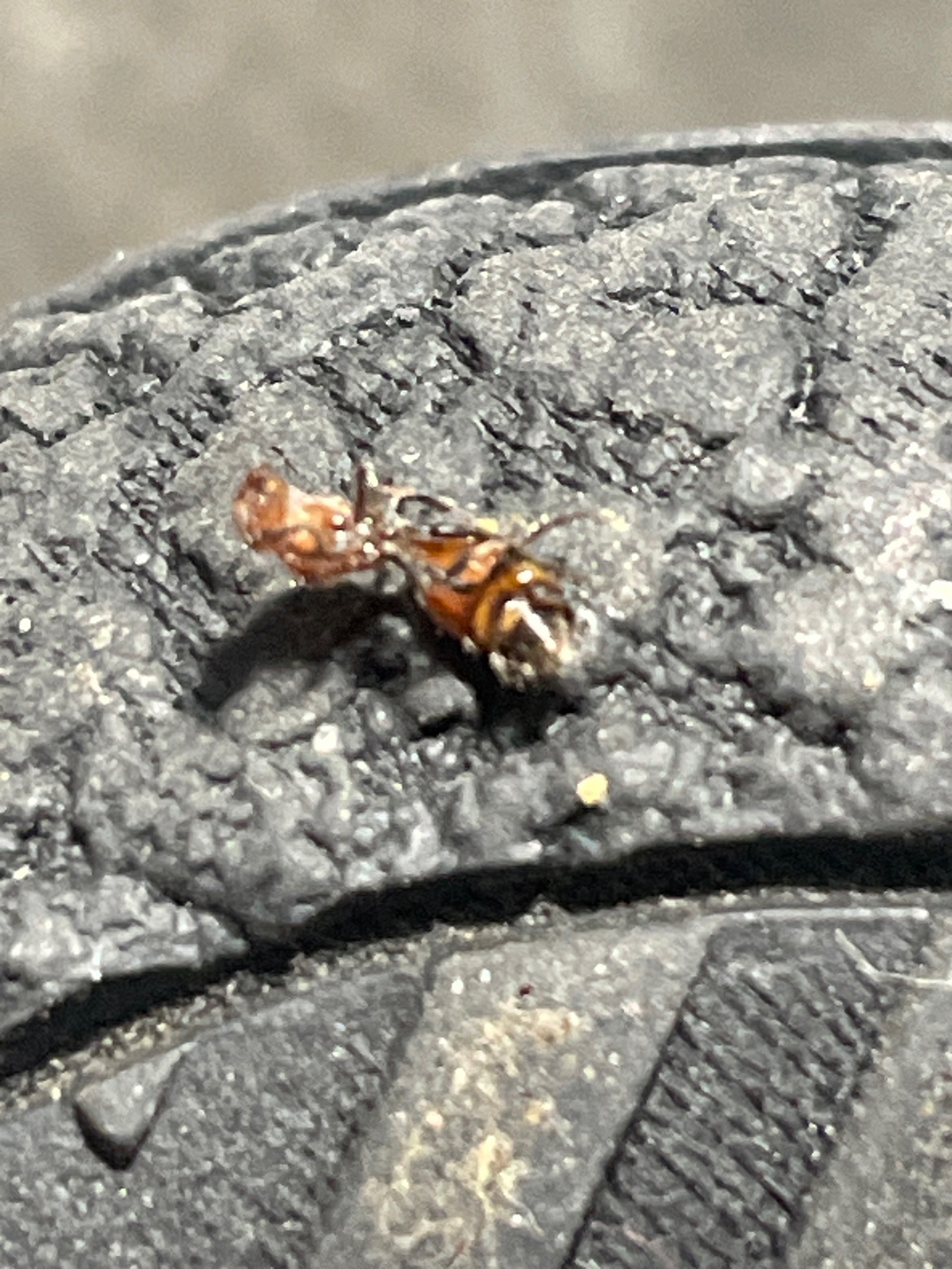 Ant (likely a carpenter ant)